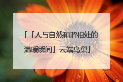 「人与自然和谐相处的温暖瞬间」云端鸟巢