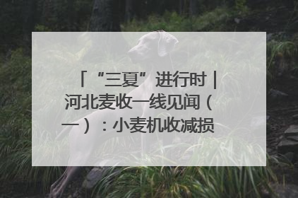 “三夏”进行时｜河北麦收一线见闻（一）：小麦机收减损“竞技” 农机高手麦田“过招”