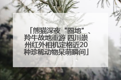 熊猫深夜“圈地”、羚牛故地重游 四川崇州红外相机定格近20种珍稀动物呆萌瞬间
