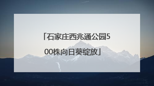 石家庄西兆通公园500株向日葵绽放