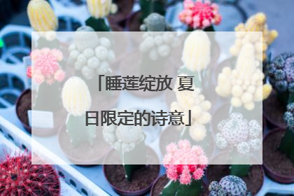 睡莲绽放 夏日限定的诗意