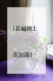 盐碱地上麦浪涌