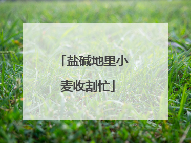 盐碱地里小麦收割忙