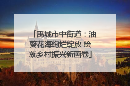 禹城市中街道：油葵花海绚烂绽放 绘就乡村振兴新画卷