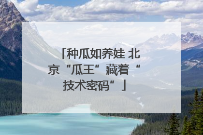 种瓜如养娃 北京“瓜王”藏着“技术密码”