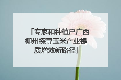 专家和种植户广西柳州探寻玉米产业提质增效新路径