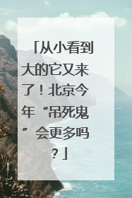 从小看到大的它又来了！北京今年“吊死鬼”会更多吗？