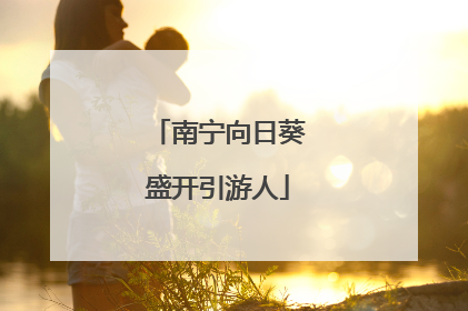 南宁向日葵盛开引游人