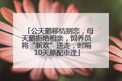 公天鹅移情别恋，母天鹅拒绝相亲，饲养员将“新欢”送走，时隔10天原配重逢