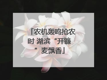 农机轰鸣抢农时 湖滨“开镰”麦飘香