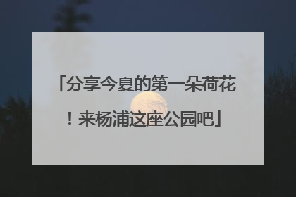 分享今夏的第一朵荷花！来杨浦这座公园吧