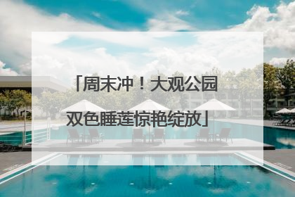 周末冲！大观公园双色睡莲惊艳绽放