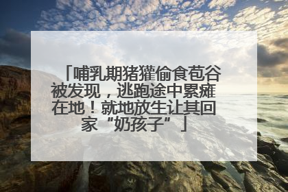 哺乳期猪獾偷食苞谷被发现，逃跑途中累瘫在地！就地放生让其回家“奶孩子”