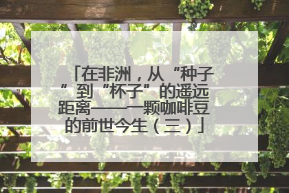 在非洲，从“种子”到“杯子”的遥远距离——一颗咖啡豆的前世今生（三）