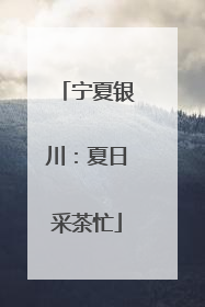 宁夏银川：夏日采茶忙