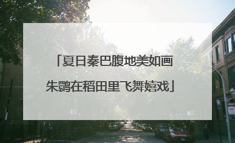 夏日秦巴腹地美如画 朱鹮在稻田里飞舞嬉戏