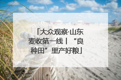 大众观察·山东麦收第一线丨“良种田”里产好粮