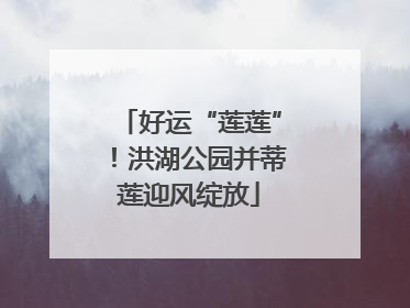 好运“莲莲”！洪湖公园并蒂莲迎风绽放