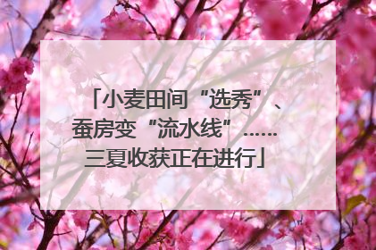 小麦田间“选秀”、蚕房变“流水线”……三夏收获正在进行
