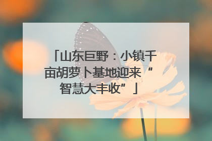 山东巨野：小镇千亩胡萝卜基地迎来“智慧大丰收”