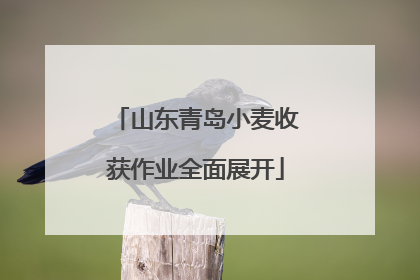 山东青岛小麦收获作业全面展开