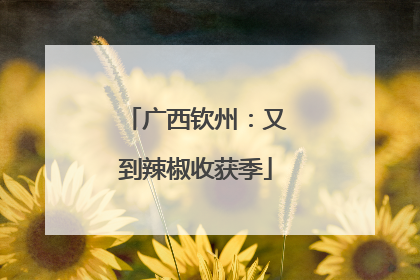 广西钦州：又到辣椒收获季