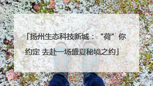 扬州生态科技新城：“荷”你约定 去赴一场盛夏秘境之约