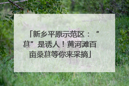 新乡平原示范区：“葚”是诱人！黄河滩百亩桑葚等你来采摘