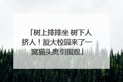 树上排排坐 树下人挤人！厦大校园来了一窝猫头鹰引围观