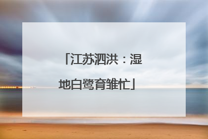 江苏泗洪：湿地白鹭育雏忙