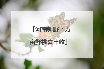 河南新野：万亩鲜桃喜丰收