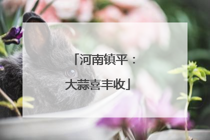 河南镇平：大蒜喜丰收