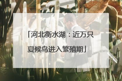 河北衡水湖：近万只夏候鸟进入繁殖期