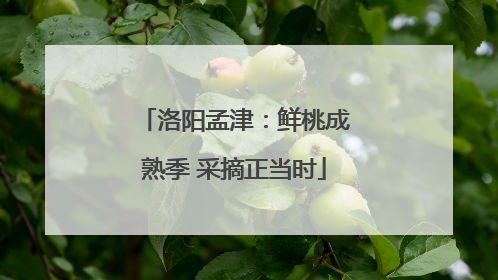 洛阳孟津：鲜桃成熟季 采摘正当时