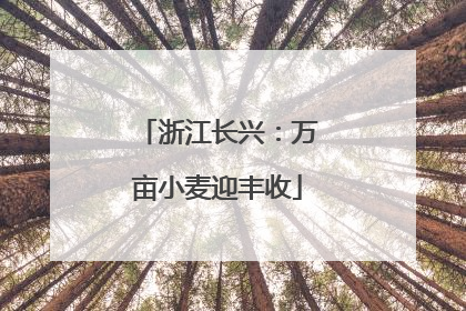 浙江长兴：万亩小麦迎丰收