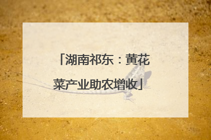 湖南祁东：黄花菜产业助农增收