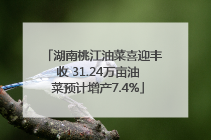 湖南桃江油菜喜迎丰收 31.24万亩油菜预计增产7.4%