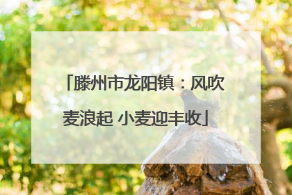 滕州市龙阳镇：风吹麦浪起 小麦迎丰收