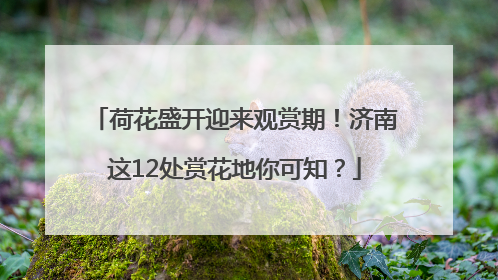 荷花盛开迎来观赏期！济南这12处赏花地你可知？