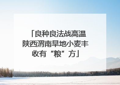 良种良法战高温 陕西渭南旱地小麦丰收有“粮”方
