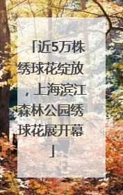 近5万株绣球花绽放，上海滨江森林公园绣球花展开幕