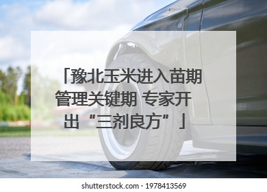 豫北玉米进入苗期管理关键期 专家开出“三剂良方”