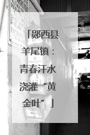 郧西县羊尾镇：青春汗水浇灌“黄金叶”