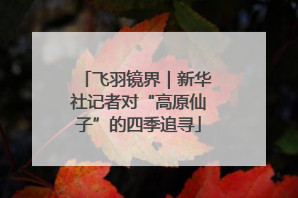 飞羽镜界｜新华社记者对“高原仙子”的四季追寻