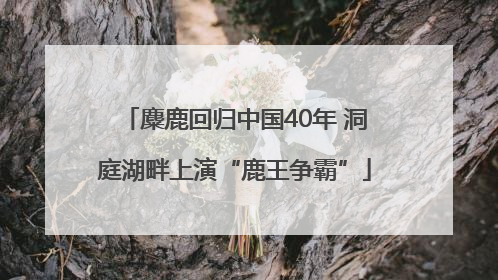 麋鹿回归中国40年 洞庭湖畔上演“鹿王争霸”