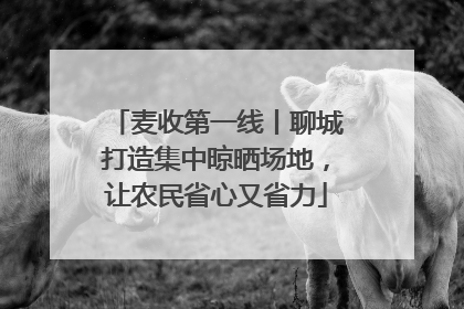 麦收第一线丨聊城打造集中晾晒场地，让农民省心又省力