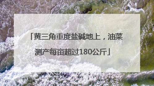 黄三角重度盐碱地上，油菜测产每亩超过180公斤