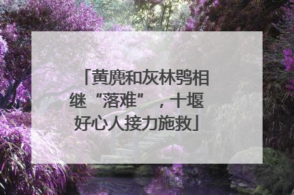 黄麂和灰林鸮相继“落难”，十堰好心人接力施救