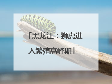 黑龙江：狮虎进入繁殖高峰期