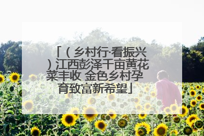 （乡村行·看振兴）江西彭泽千亩黄花菜丰收 金色乡村孕育致富新希望